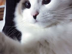 -Bastet sally猫舍购宠(静安店)