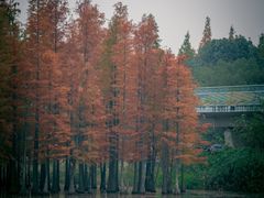 -白鹭湾湿地公园