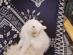 -平行世界·猫咖(首经贸店)