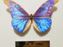 -上海昆虫博物馆