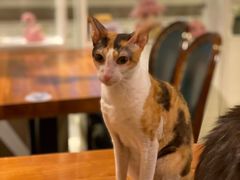 -猫小院猫主题餐厅(三里屯店)