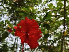 -西双版纳原始森林公园