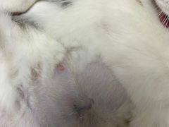 -灵美宠物诊所