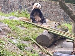 -都江堰中华大熊猫苑