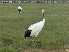 -盐城丹顶鹤湿地生态旅游区