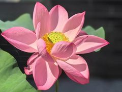 -花锦堂·隐庐