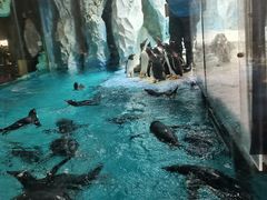 -帝企鹅自助餐厅•儿童岛•真企鹅(长隆企鹅酒店)