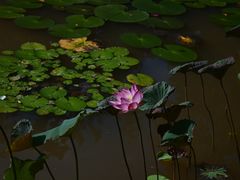 -曼听御花园