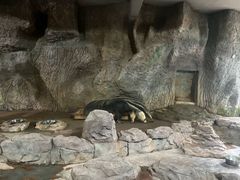 -深圳野生动物园
