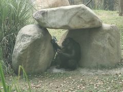 -上海野生动物园