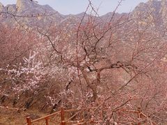 -大岭沟猕猴桃谷风景区