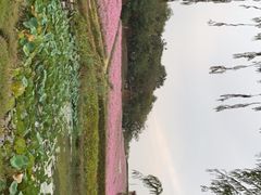 -大塘金香草谷