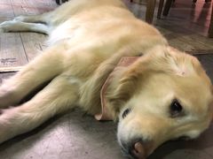 -百好乐宠物友好餐厅(朝外大街店)