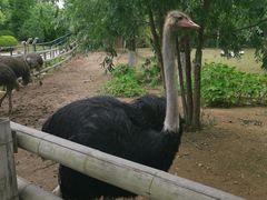 -大连森林动物园