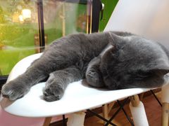 -李小姐の猫咖啡馆(五角场店)