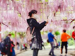 -嘉定紫藤园