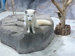 -海合安青岛极地海洋公园