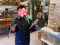-吉丁鸟咖·异宠·寄养