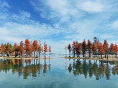 -贡湖湾湿地公园