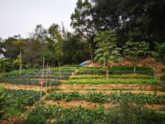 景观位-天强农家菜馆