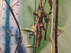 -上海大自然野生昆虫馆(东方明珠·爬宠昆虫探索中心)