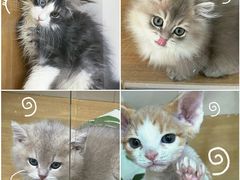 -青奢宠物·青奢猫舍