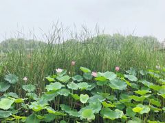 -荷塘月色湿地公园·向阳花洲