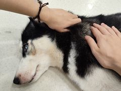 -共舞时光猫咖·狗咖(新街口店)