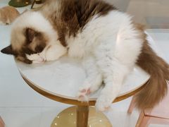-糯米喵星人·撸猫猫舍咖啡馆(西市场嘉华店)