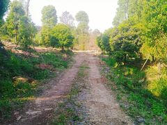 -铁山坪森林公园