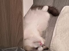 -欣宠猫屋·矮脚拿破仑·蓝金金渐层