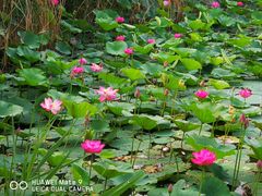 -天津东丽湖风景区