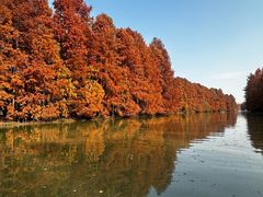 -上海海湾国家森林公园