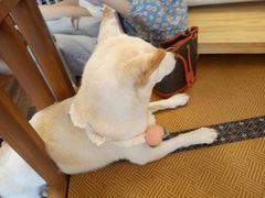 -豆柴町-柴犬主题狗咖(红鼎国际C座店)