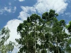 -火炉山森林公园
