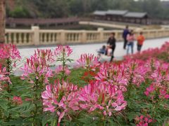 -香山湖公园