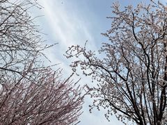 -桃花堤公园