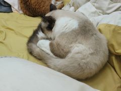 -佳雯宠物医院·皮肤科·内外科(春晓路分院)