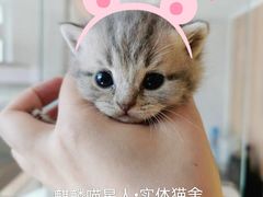-70cat德文卷毛猫·缅因猫纯种猫舍