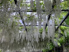 -东平国家森林公园