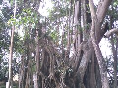 -瑞丽独树成林风景区