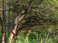 -重庆彩云湖湿地公园