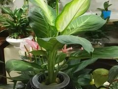 -桂林市花鸟市场