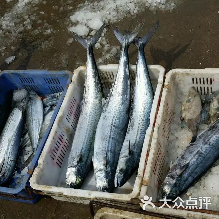 沙子口渔港图片-北京海鲜-大众点评网