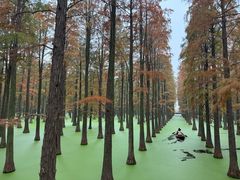 -渌洋湖湿地公园