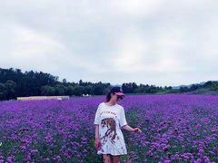 -北京东方普罗旺斯薰衣草庄园