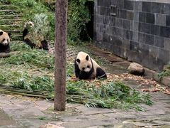 -中国大熊猫保护研究中心雅安碧峰峡基地