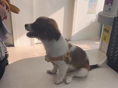 -佳雯宠物医院·皮肤科·内外科(春晓路分院)