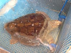 聚兴海鲜城-聚兴海鲜城(环市北路店)