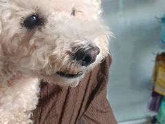 -瑞派福兴宠物医院犬猫全科·骨科·中西医结合(河东店)